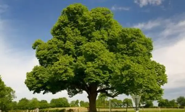 עצי ערמונים