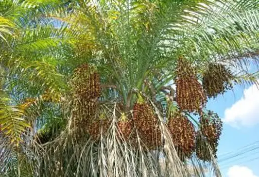 fruta de palmera datilera enana