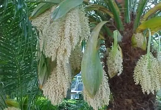 flores de palmera datilera pigmea