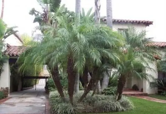 palmera datilera pigmea utilizada en el paisaje