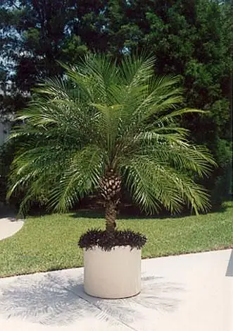 Palmera datilera pigmea en maceta
