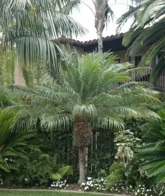 Palmeras datileras pigmeas