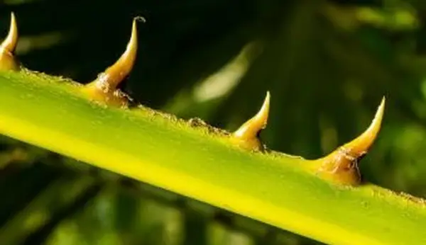 Spoločné rastliny s tŕňmi