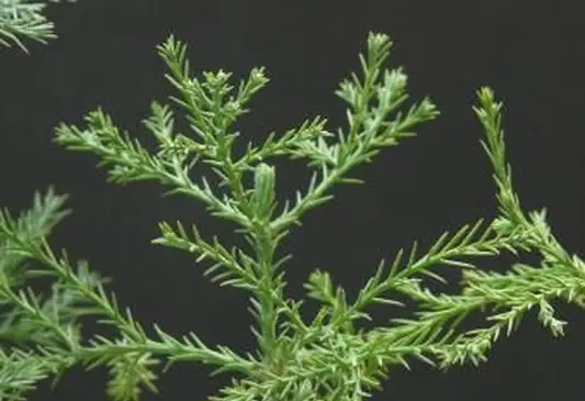 agujas de secoya de la costa