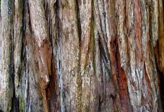 corteza roja de una secuoya (secuoya costera)