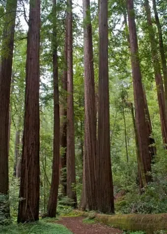 Secuoyas costeras con cubierta vegetal