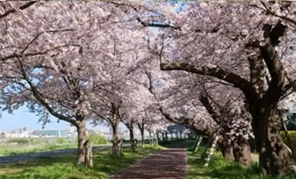 Strom čerešňového kvetu