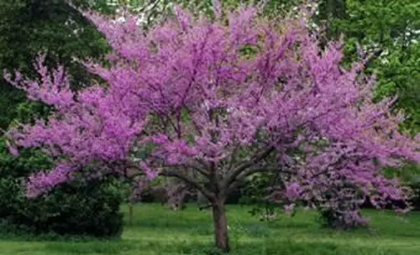 Východný strom Redbud