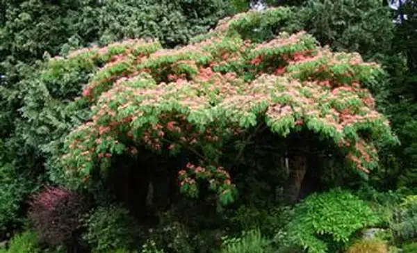 Mimosa Tree