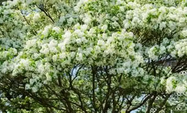 Čínsky strapcový strom