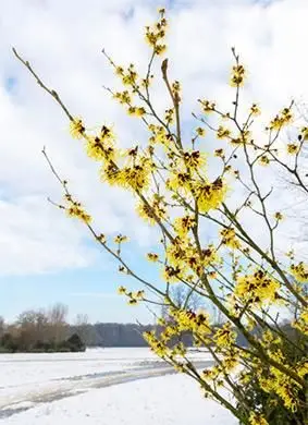 Strom čarodejnice Hazel