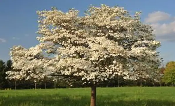 10 populárnych kvitnúcich stromov
