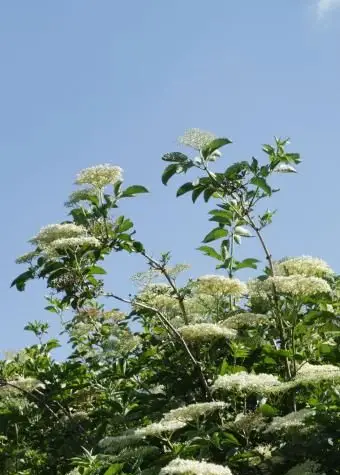 Flores de sabugueiro brancas na árvore