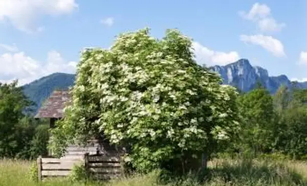 Blooming Elder bush na Áustria