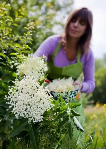 mulher colhendo flores de sabugueiro
