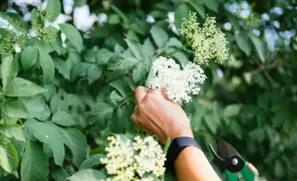Mulher podando flores de sabugueiro no jardim