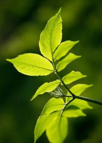 O sabugueiro sai na primavera