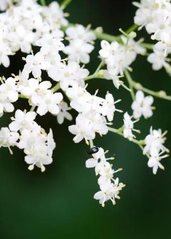 O sabugueiro floresce no galho