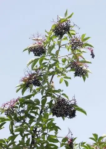 Cachos de sabugueiro no galho