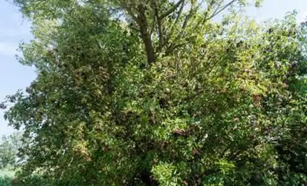 Black Elder com frutos maduros