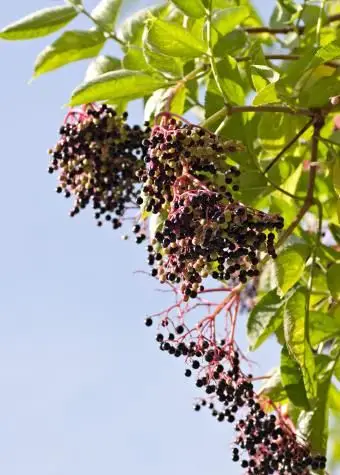 Sabugueiro e folhas no galho