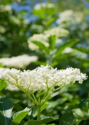 Flores de sabugueiro brancas no galho