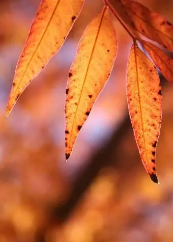 Orange Elder sai no outono