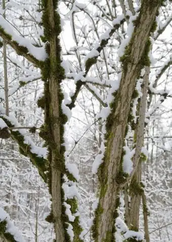 Árvores mais velhas no inverno