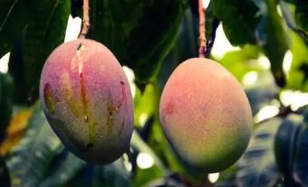 Mango typu indyjskiego