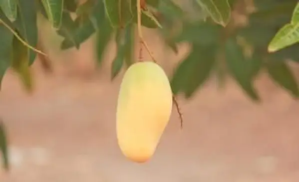 Mango typu indochińskiego