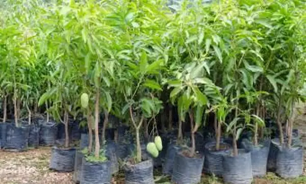 Drzewka mango w plastikowych torebkach