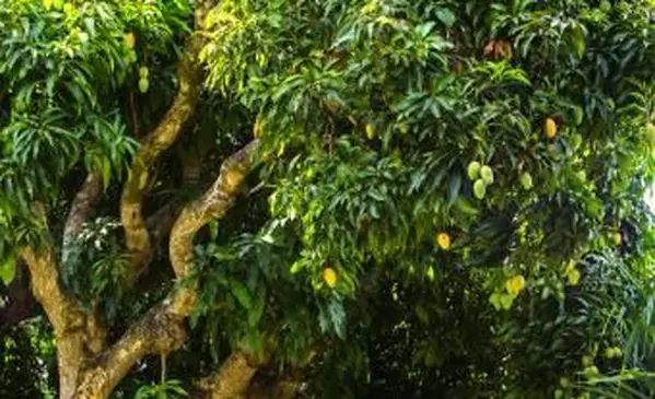 Rosnące drzewa mango