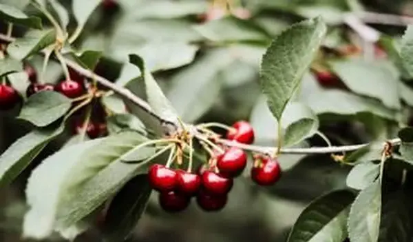 Jak sadzić nasiona wiśni dla udanych drzew