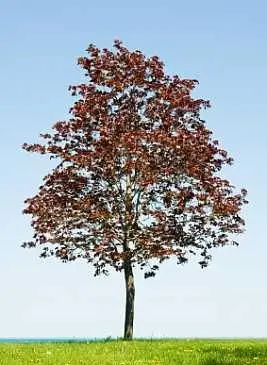 עץ האדר הארגמן קינג