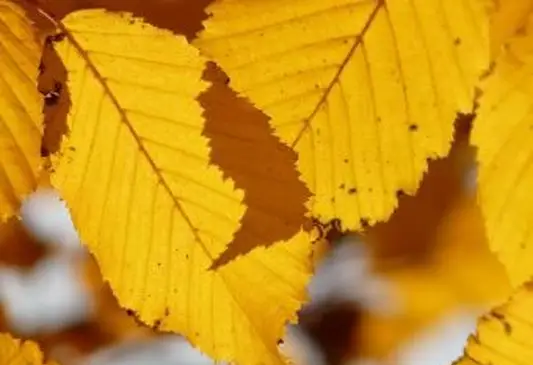 faggio colore autunnale