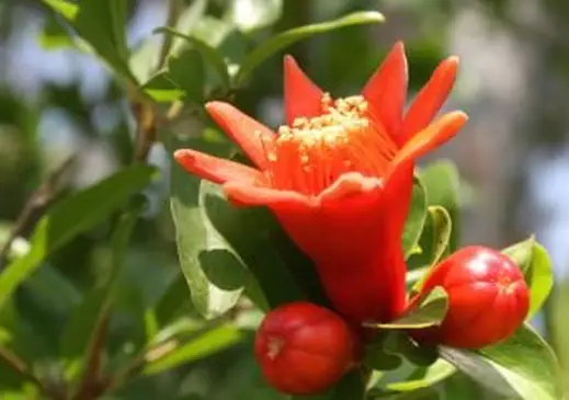 fiore e boccioli di melograno