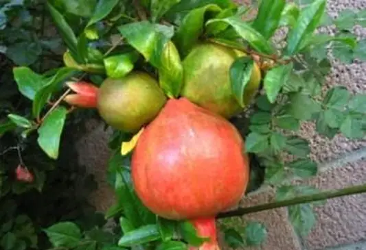 Meravigliosa varietà di melograno