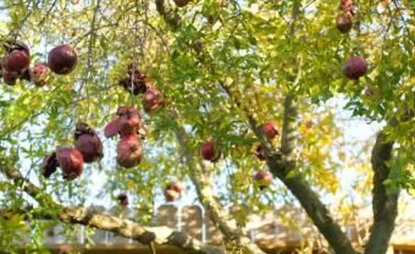 albero di melograno