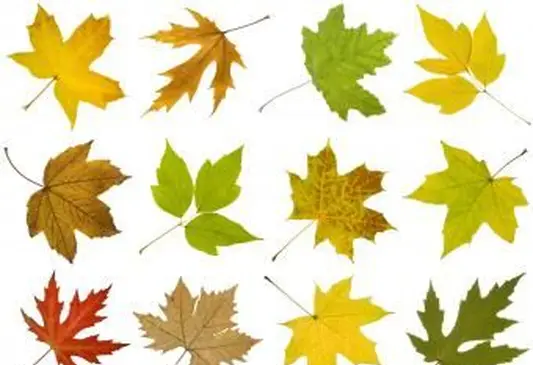 カエデの木の品種を識別する方法