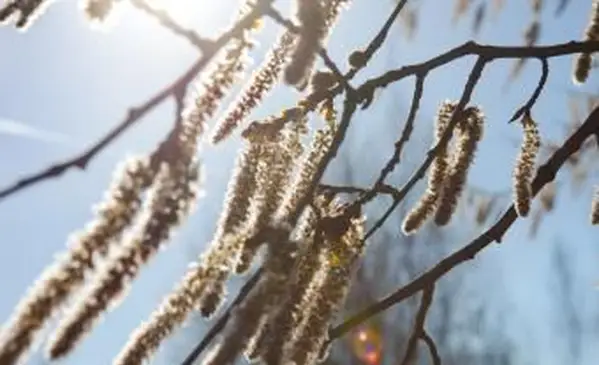 꽃이 피는 고양이