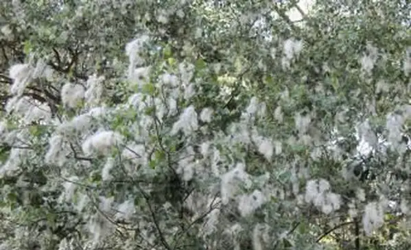 미루 나무 보풀