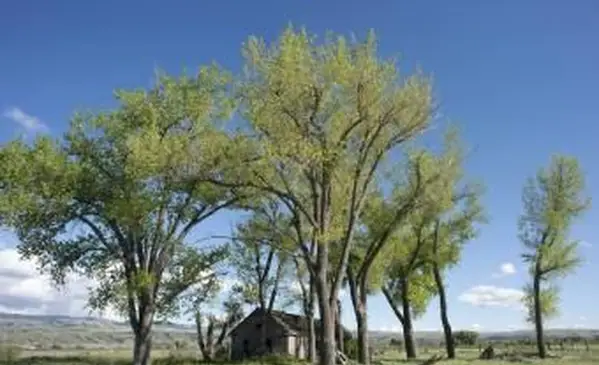 미루 나무 농가