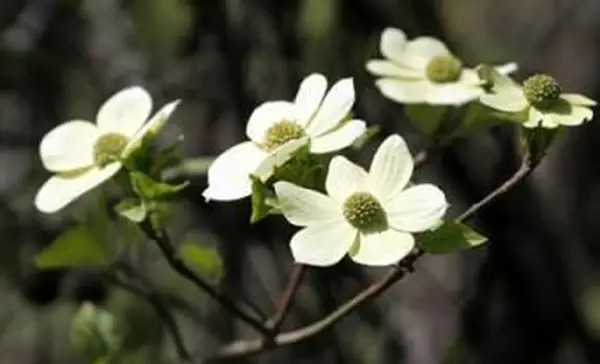 パシフィックハナミズキ