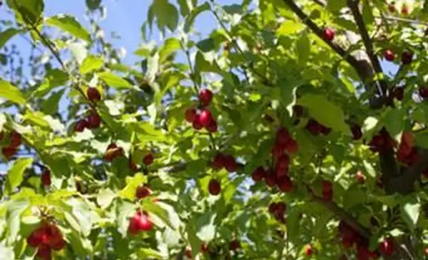 コーネリアンチェリー