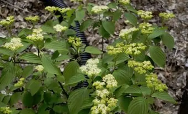 パゴダハナミズキ