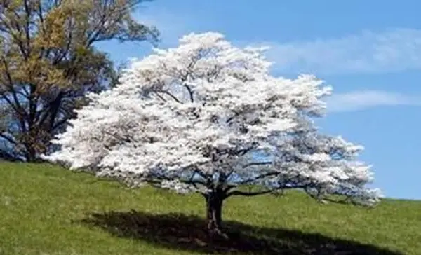 ハナミズキの木