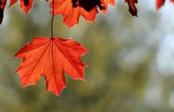 Érable flamboyant d'automne