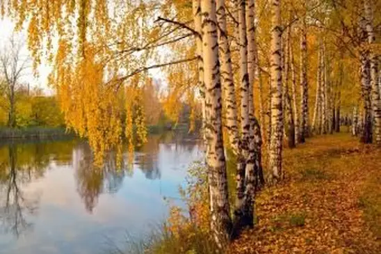 עצי ליבנה בסתיו