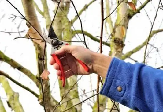 גיזום עץ ליבנה