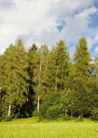 Mélèzes d'Europe en Italie